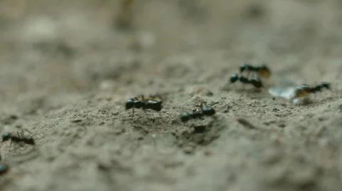Ants line run Stock Footage 769000