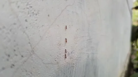 Ants lined up walking on the wall Video stock 208910815