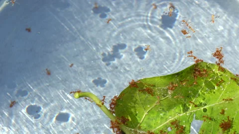 Ants live on leaf Stock Footage 233575090