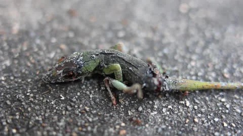 Ants Lizard Carcass Stock Footage 22557135