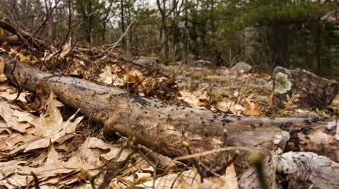 Ants on a log Stock Footage 40324085