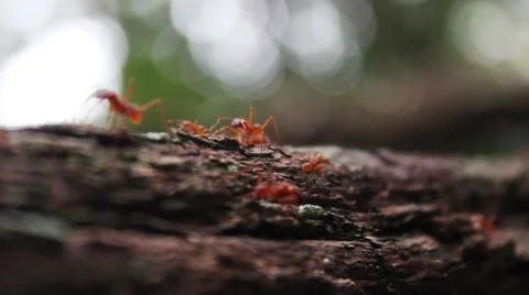 Ants on a Log Stock Footage 46763738