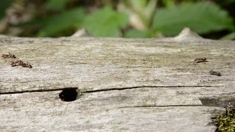 Ants on log Video stock 103493107