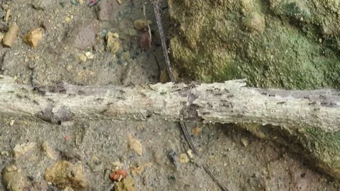 Ants on a log in the jungle in Laos Stock Footage 345391313