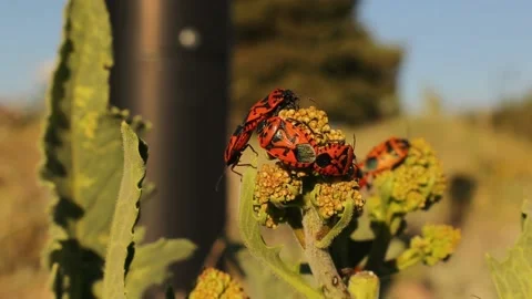 Ants looking for food among firebugs between plant buds. firebug mating, insect Stock Footage 154469002