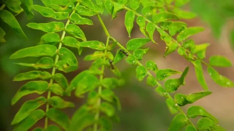 Ants looking for food Stock Footage 219442528