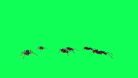 Ants Looking on Green Screen 01 Stock Footage 222864249