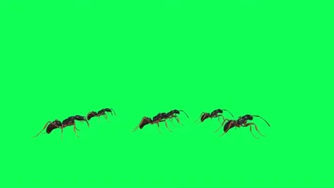 Ants Looking on Green Screen Stock Footage 222864265