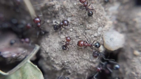 Ants Macro From Above Stock Footage 177499867