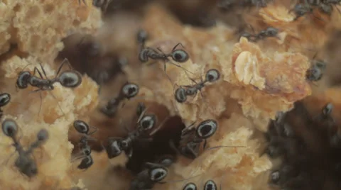 Ants Macro Bugs Insects Feeding Stock Footage 33690785