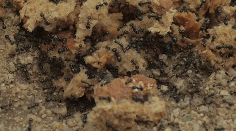 Ants Macro Bugs Insects Feeding Stock Footage 33690843