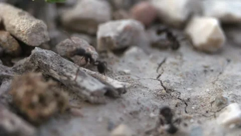 Ants in a macro close up walk on cracked earth gathering food in slow motio.. Stock Footage 320076773
