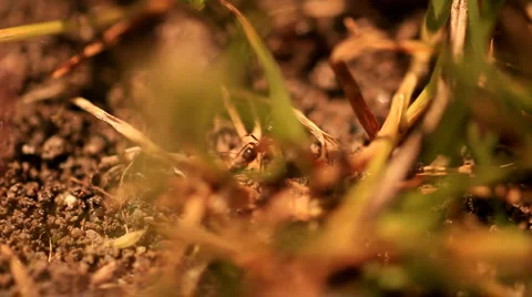 Ants macro 動画素材 6085656