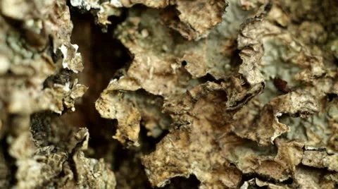 Ants macro Stock Footage 22322613