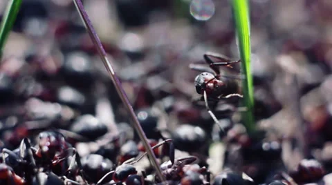 Ants macro Stock Footage 39583756