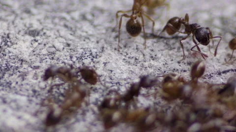 Ants macro Stock Footage 53415666