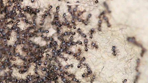 Ants Macro Stock Footage 108781861