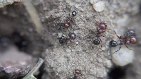 Ants macro Stock Footage 177499881