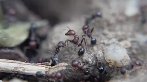 Ants Macro Stock Footage 177499912