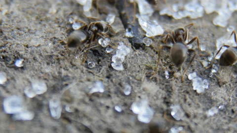 Ants macro footage Stock Footage 88474136