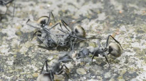 Ants macro on ground Stock Footage 12008826