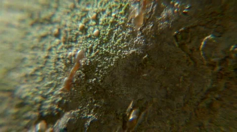 Ants macro march 2 Stock-Footage 721058