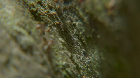 Ants macro march Stock-Footage 721046