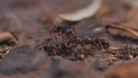 Ants Macro Shot Stock Footage 130687374
