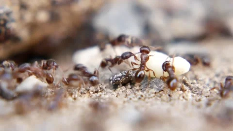 Ants macro shot Stock Footage 158955837