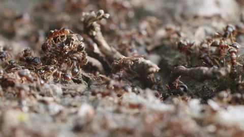 Ants Macro Shot Real Time Stock Footage 130687387