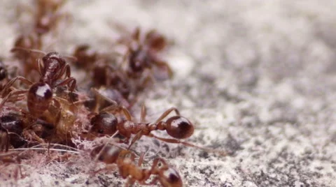 Ants macro in slow motion (2x) Stock Footage 53500294