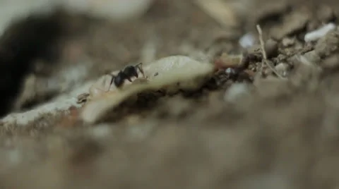 Ants. Macro video. Video stock 34748451