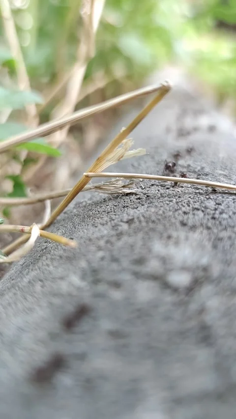 The ants made an ant track Stock Footage 277680188