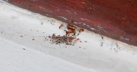 Ants made a nest under the window frame, 4k, 60fps Stock Footage 254416195