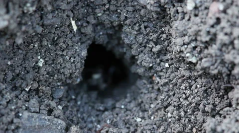 Ants make burrow on the ground. Macro shot. Stock Footage 64325108