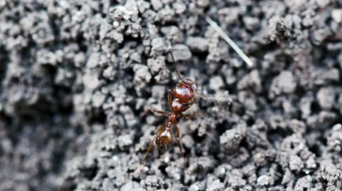 Ants make burrow on the ground. Macro shot. Stock Footage 64325145