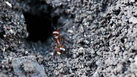 Ants make burrow on the ground. Macro shot. Stock Footage 64325169