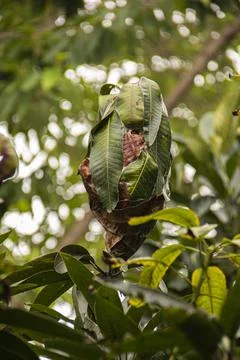 Ants Make Nests Stock Photos