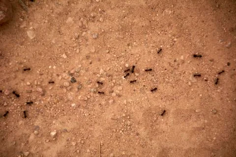 Ants making a path on dirt ground Stock Photos