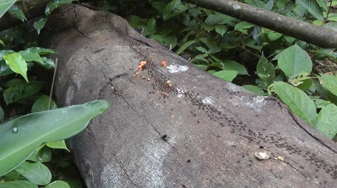 Ants in Malaysian Rainforest Stock-Footage 64800602