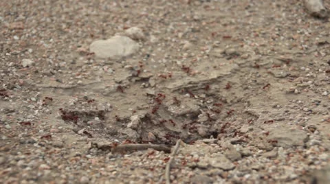Ants March Stock Footage 25726384