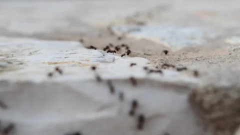 Ants on the march. Stock Footage 158728142