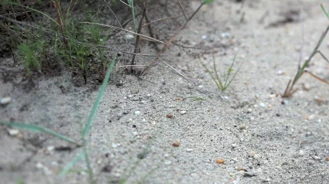 Ants Marching to and From the Nest in the Dune Grass Video stock 501276