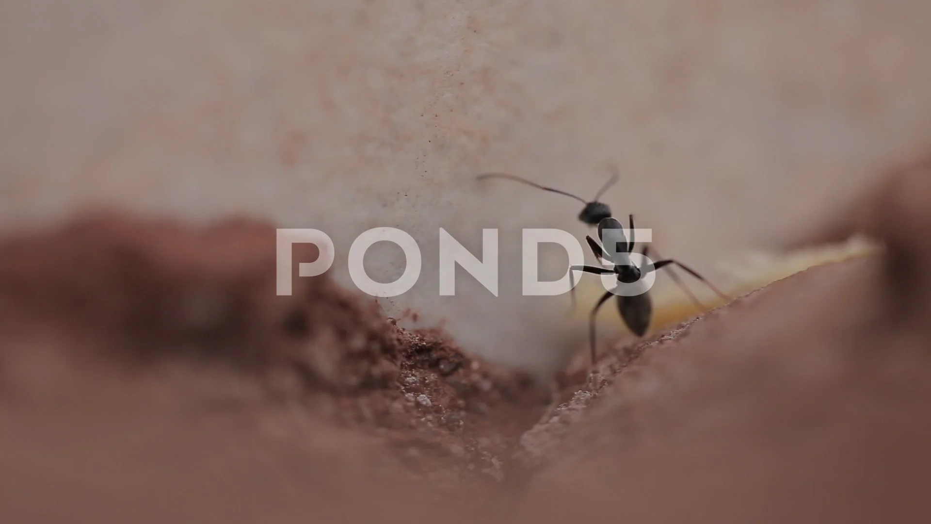 ants-marching-with-food