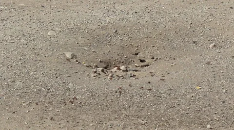Ants Marching and working in desert Stock Footage 27551458