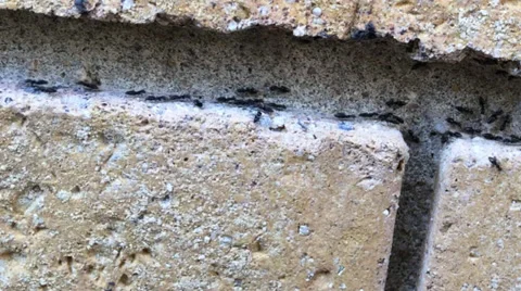 Ants Marching Close Up Stock Footage 33449799