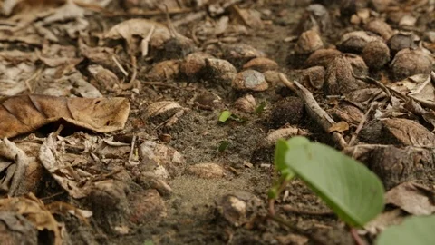 Ants Marching Stock Footage 91221418