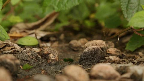 Ants Marching Stock Footage 91221633