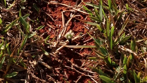 Ants Marching Stock Footage 102775938