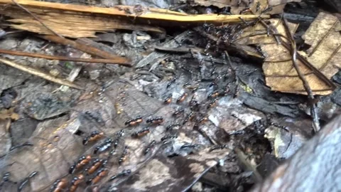 Ants Marching on Forest Floor Stock Footage 297195879